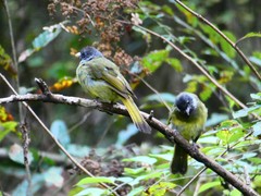 Spizixos semitorques