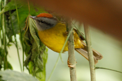 Myiothlypis coronata