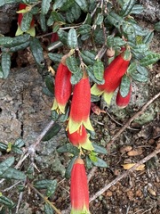 Correa reflexa speciosa