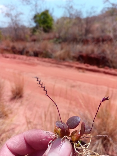 Bulbophyllum falcatum var. velutinum image