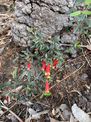 Correa reflexa speciosa