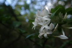 Carissa bispinosa zambesiensis