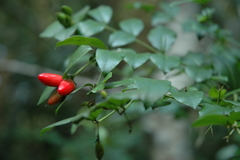 Carissa bispinosa zambesiensis