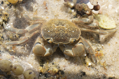 Paragrapsus quadridentatus
