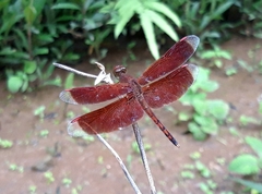 Neurothemis terminata