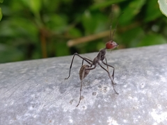 Camponotus singularis