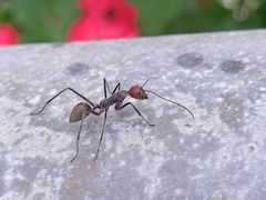 Camponotus singularis