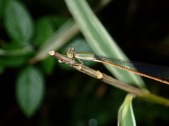 Aciagrion pallidum