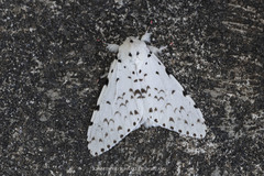 Lymantria marginalis