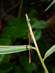 Aciagrion pallidum
