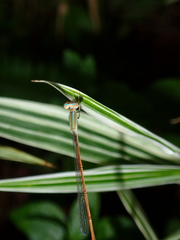 Aciagrion pallidum