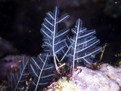 Macrorhynchia phoenicea image