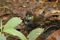 Arremon brunneinucha