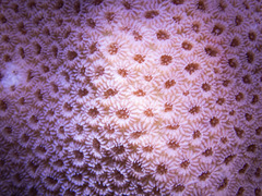 Goniastrea