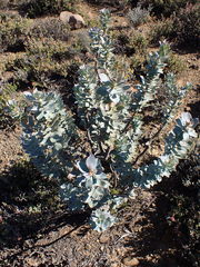 Euryops lateriflorus