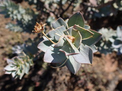 Euryops lateriflorus