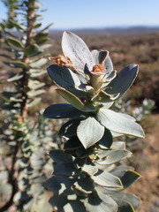 Euryops lateriflorus