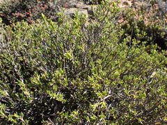 Pteronia empetrifolia