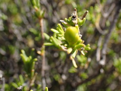 Pteronia empetrifolia