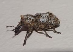Orthorhinus