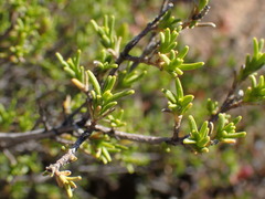 Pteronia empetrifolia