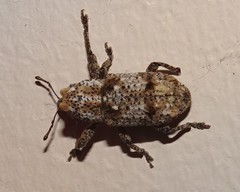 Orthorhinus