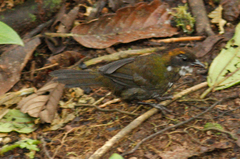 Arremon brunneinucha