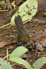 Arremon brunneinucha