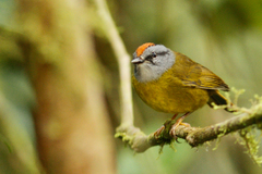 Myiothlypis coronata