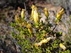 Pteronia empetrifolia