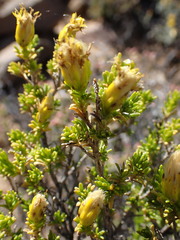 Pteronia empetrifolia