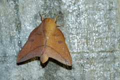 Adeloneivaia subangulata