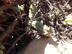Pectinaria articulata