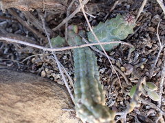 Pectinaria articulata