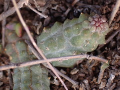 Pectinaria articulata