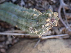 Pectinaria articulata