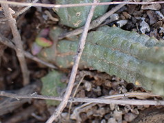 Pectinaria articulata