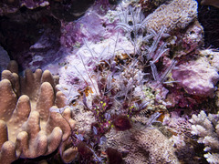 Macrorhynchia philippina