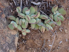 Cotyledon papillaris