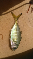 Caranx crysos