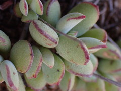 Cotyledon papillaris