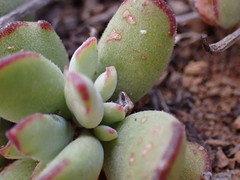 Cotyledon papillaris