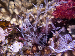 Macrorhynchia philippina