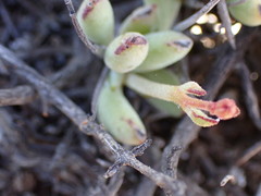 Cotyledon papillaris