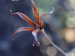 Cotyledon papillaris