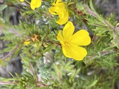 Hibbertia fasciculata