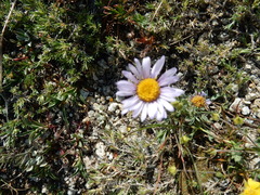 Erigeron glacialis hirsutus