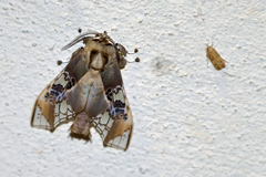 Parathyris cedonulli