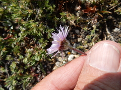 Erigeron glacialis hirsutus