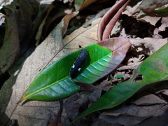 Pseudophera